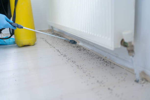 Best Local Pest Control Services  in Sylvania, GA
