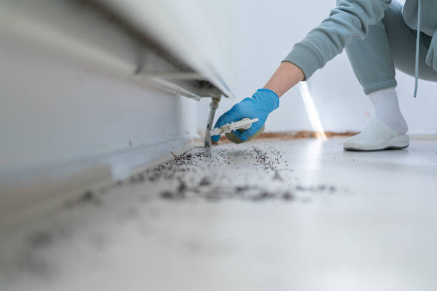 Best Termite Control Services  in Sylvania, GA